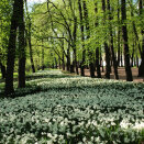 I april/mai blomster flere tusen narcisser i ulike deler av parken. Her fra Søndre allé. Foto: Liv Osmundsen, Det kongelige hoff